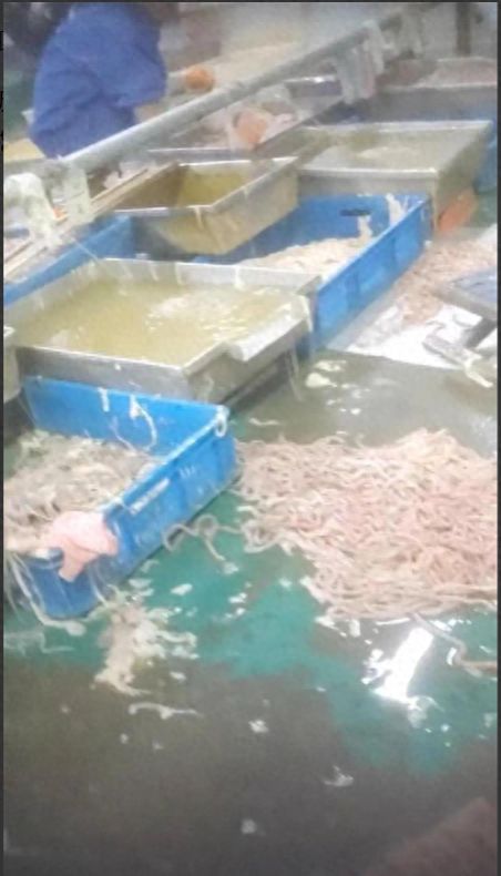 记者揭食品厂脏乱内幕 卫生问题触目惊心，电话泄露与焊锡丝销售牵出背后利益链